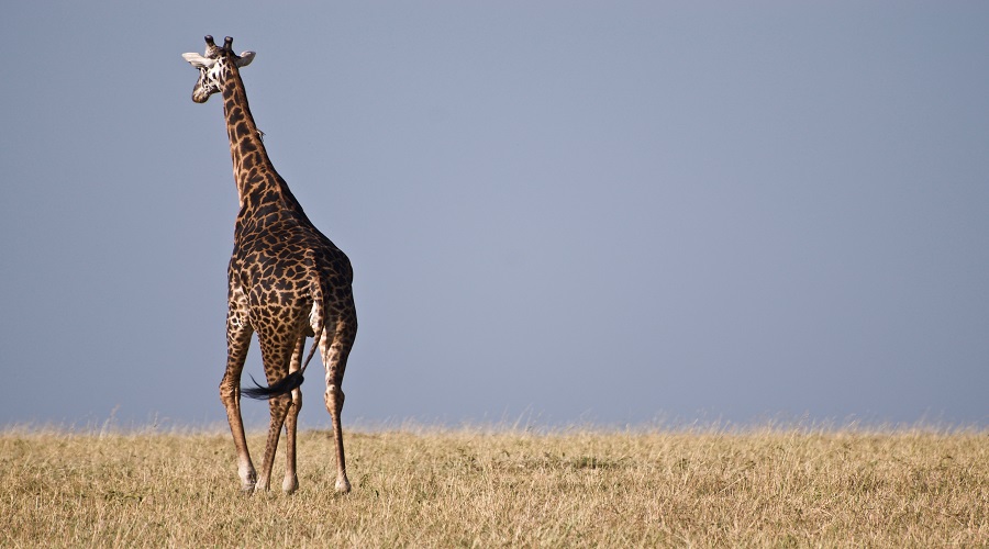 7-Day Budget Camping Safari for Wildlife Enthusiasts